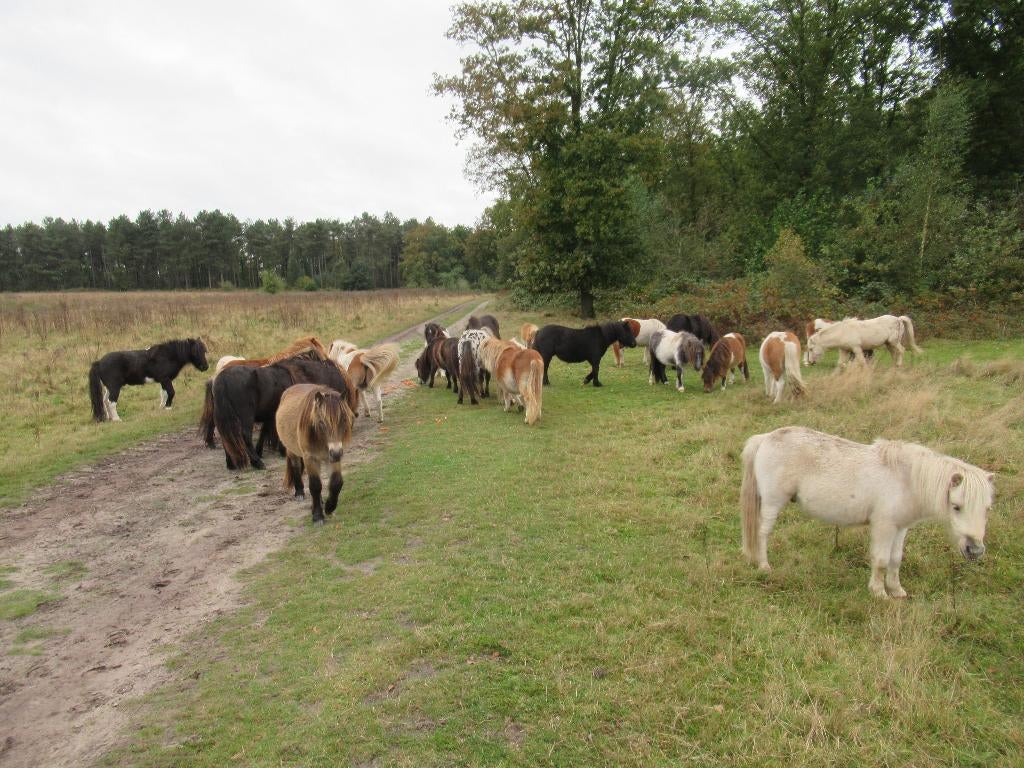 ruime keuze ruintjes, Met stamboom