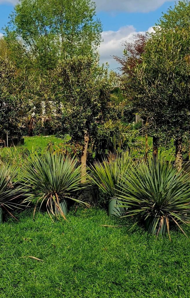 Olijfbomen 1,80 m. hoog incl. pot., Tuin en Terras, Ophalen of Verzenden