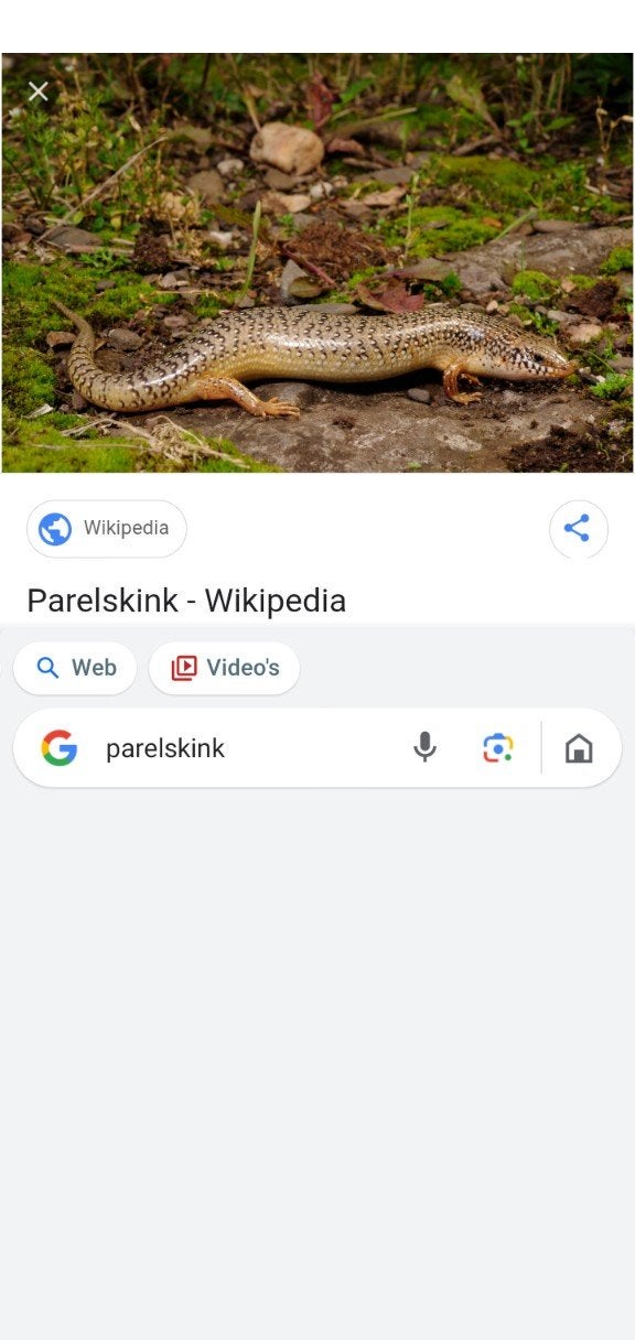 parelskink 0.0.3, Dieren en Toebehoren, Hagedis, 0 tot 2 jaar
