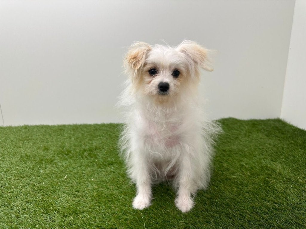 Pom Frisé puberpups (Bichon Frisé x Pomeriaan), Dieren en Toebehoren, België, 15 weken tot 1 jaar, CDV (hondenziekte), Meerdere