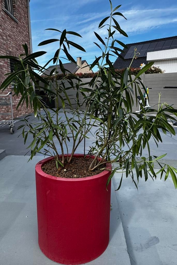 Plante extérieur, Jardin & Terrasse, Plantes | Jardin, Enlèvement
