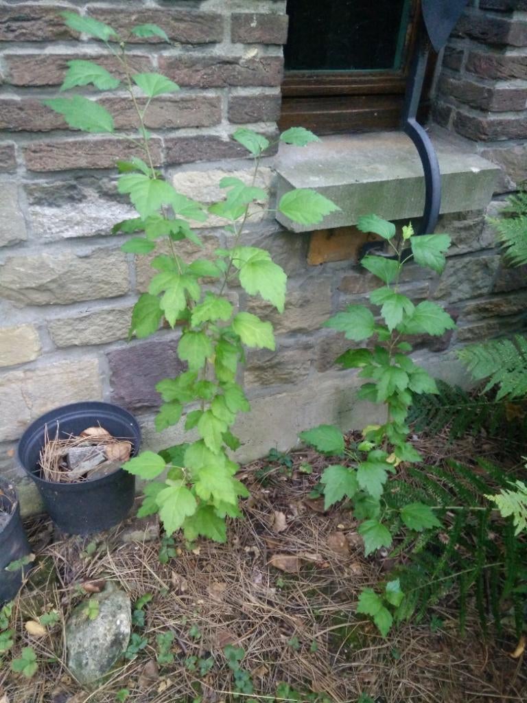 Althea struik hibiscus, Ophalen, Struik