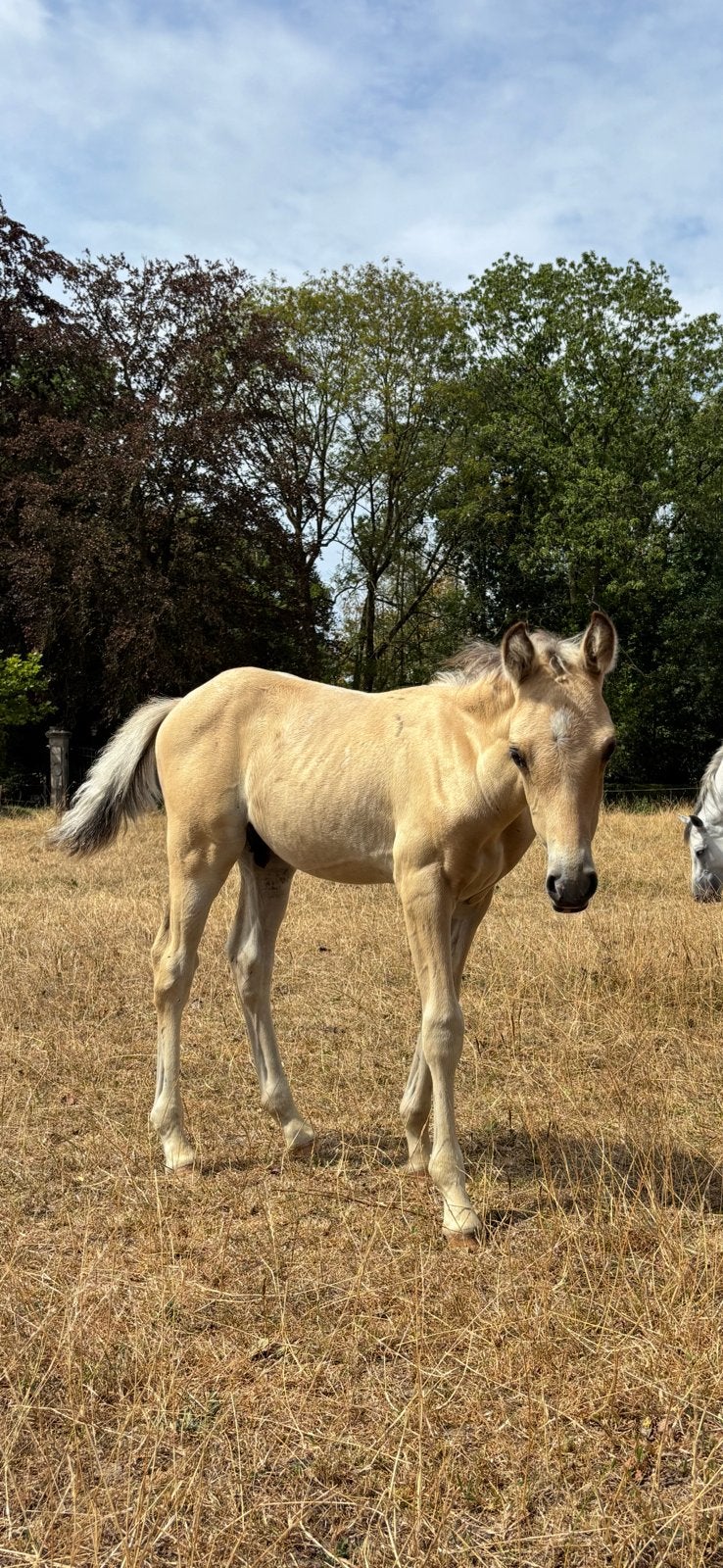 Lief BRP D-pony veulen met speciaal kleurtje, Avec pedigree, Poney D (1.37 m à 1.48m), Étalon, 0 à 2 ans