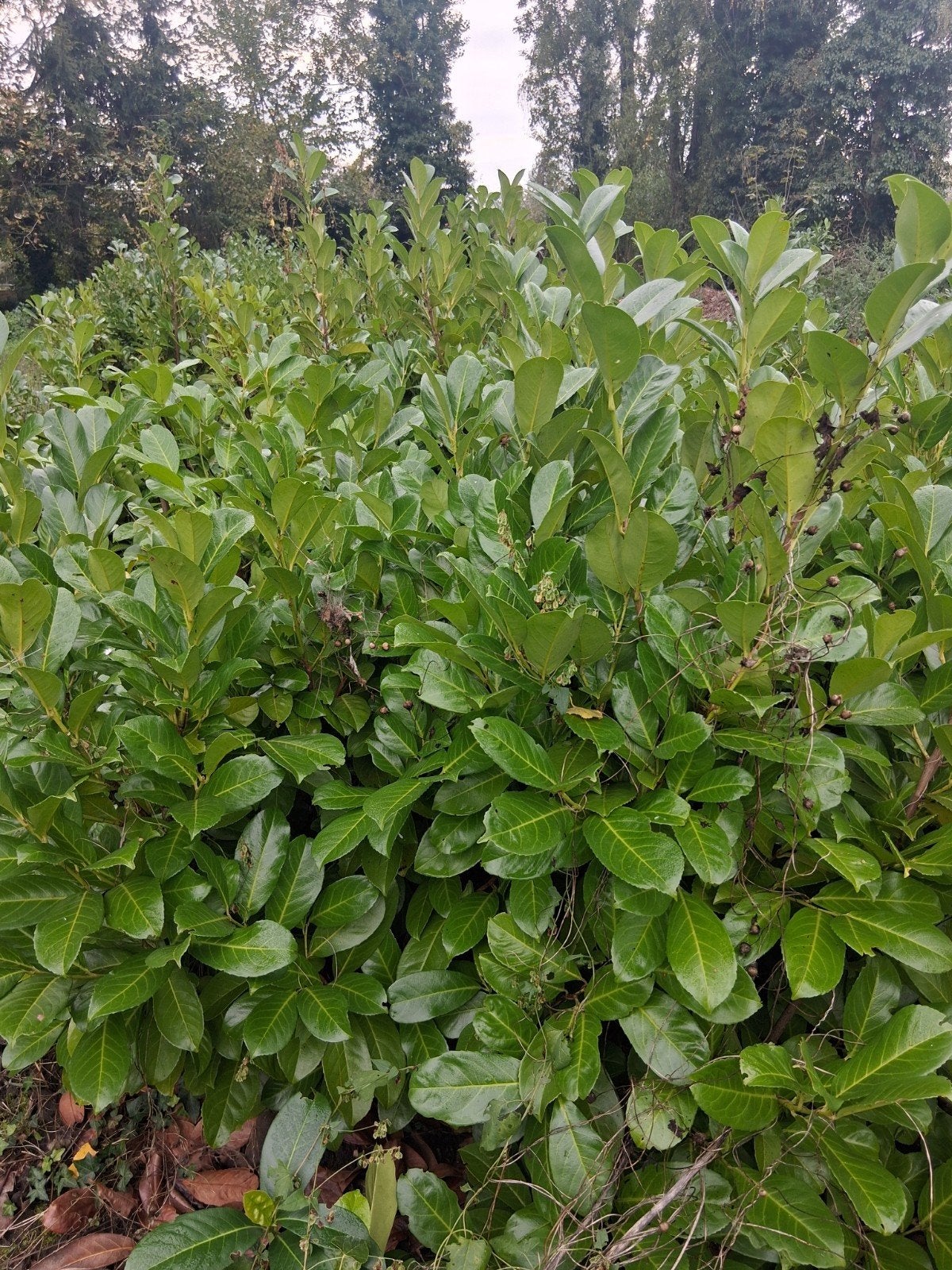 prunus laurier, Ophalen of Verzenden, Laurier