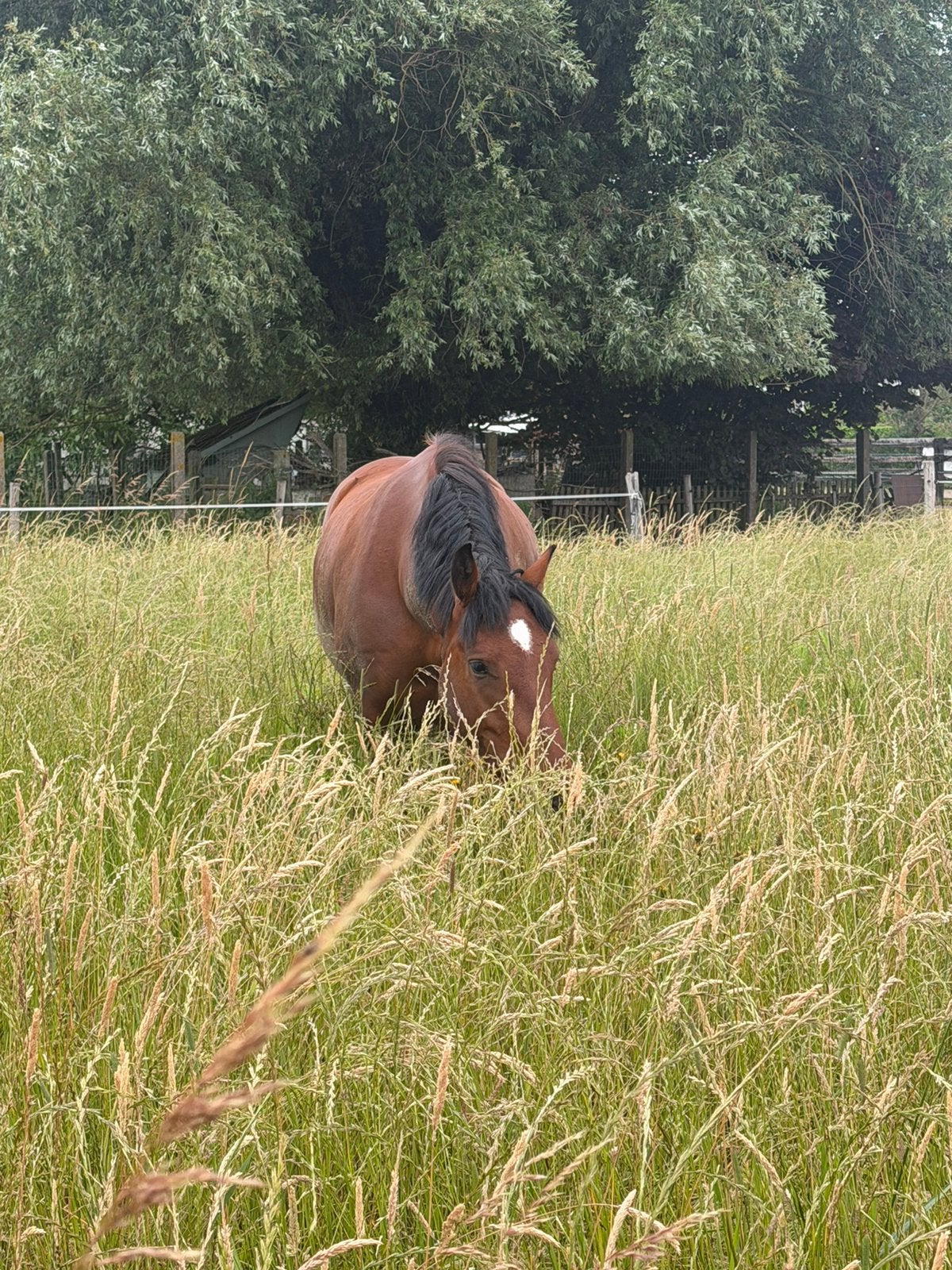 Halve stal / bijrijder / leasepaard (9420 Erpe), Enlèvement, Récréation