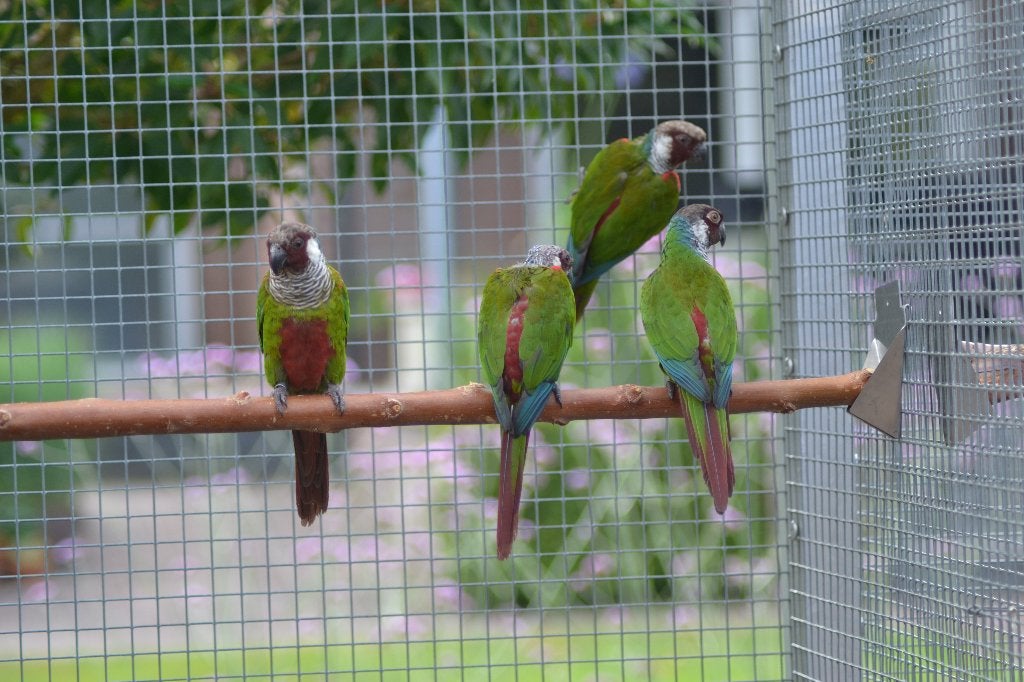 pyrrhura griseipectus, Animaux & Accessoires, Oiseaux | Perruches & Perroquets, Perruche, Bagué