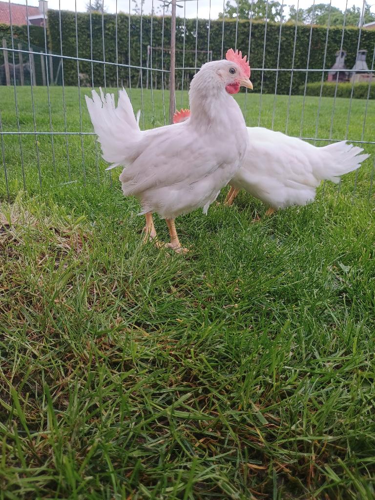 leghorn haan/ hanen te koop met zwarte vlekjes, Mannelijk, Kip