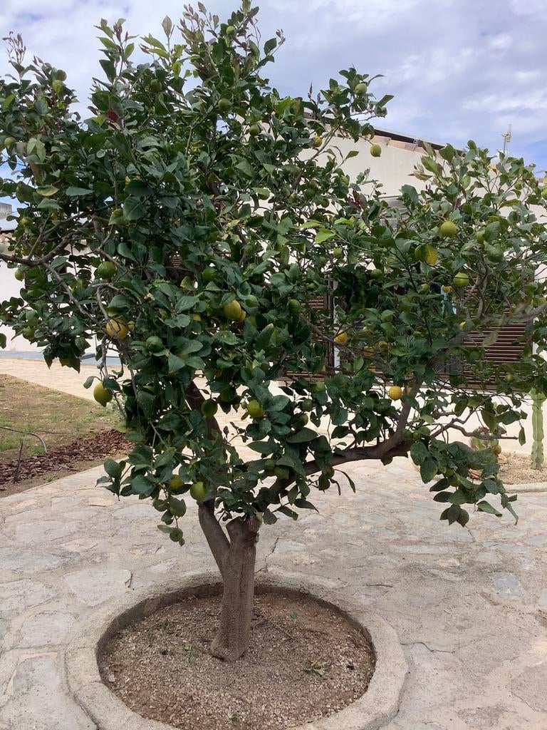 Espagne DENIA Costa Blanca villa avec piscine privée, Vacances, Propriétaire, Maison de campagne ou Villa, 3 chambres à coucher