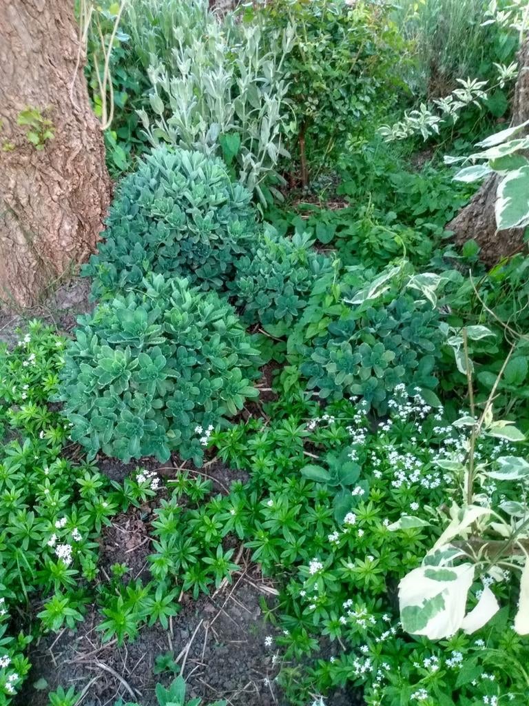 Sedum, Tuin en Terras, Ophalen