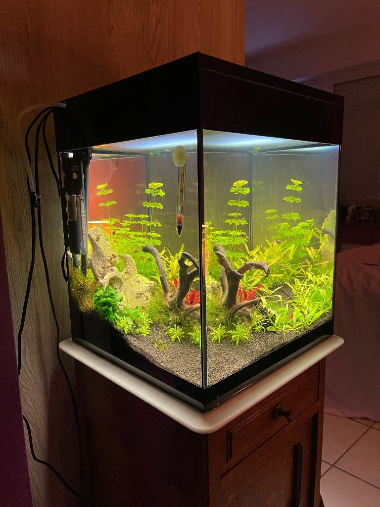 Instapklaar kubus aquarium met planten en 7 mini kogelvisjes, Ophalen of Verzenden, Nieuw, Gevuld zoetwateraquarium