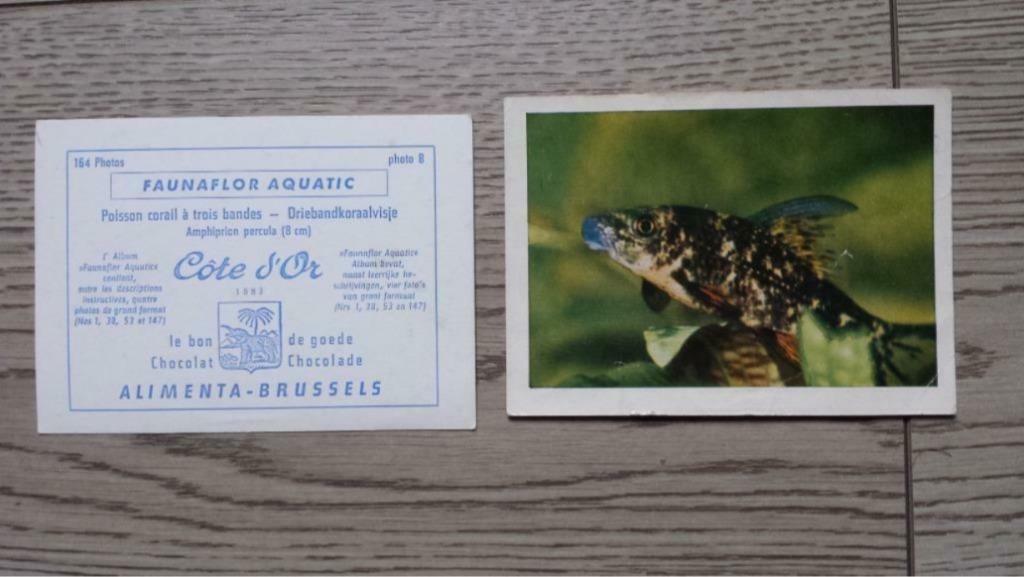 Côte d'Or - Faunaflor Aquatic - Alimenta-Brussels - Chocolat, Hobby & Loisirs créatifs, Jeux de cartes à collectionner | Autre
