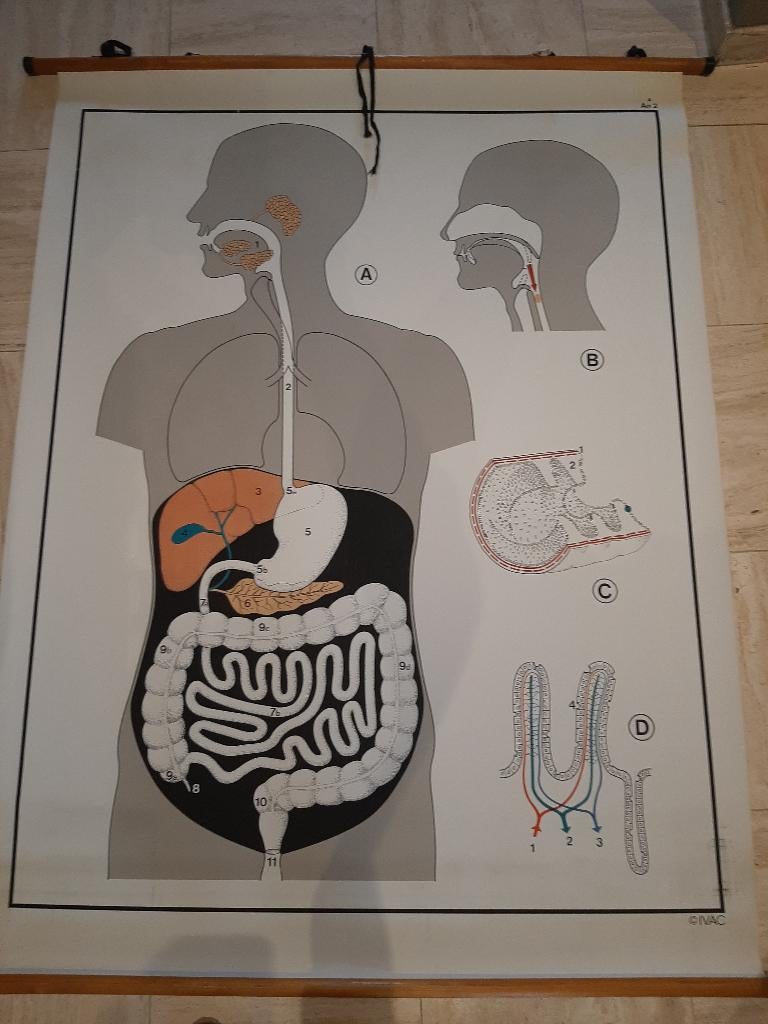 Medische affiche schoolkaart, Antiek en Kunst, Ophalen, Natuur en Biologie