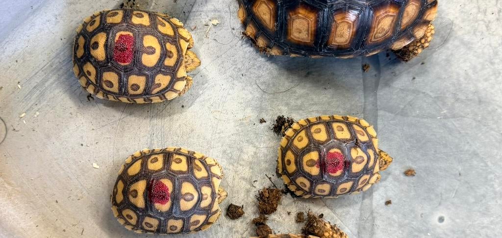 Tortue pardalis/sulcata, Dieren en Toebehoren