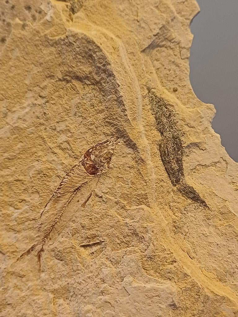 Fossiel visje uit Utah - Green river formation - VS, Verzamelen, Ophalen of Verzenden, Fossiel