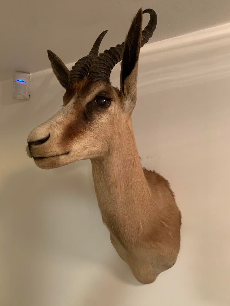 Springbok-trofee, Ophalen, Gebruikt