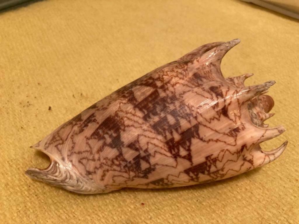 Voluta impérialis - Philippines, Enlèvement ou Envoi, Coquillage(s)
