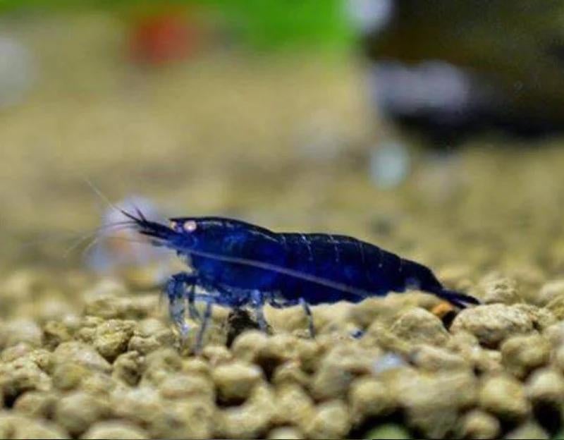 Ocean blue garnalen, Kreeft, Krab of Garnaal, Zoetwatervis, Schoolvis