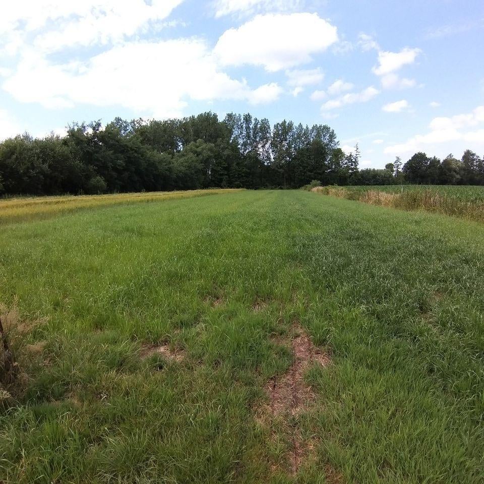 Weide te huur - De Kwakkels (Tielen), Dieren en Toebehoren, Weidegang, 2 of 3 paarden of pony's