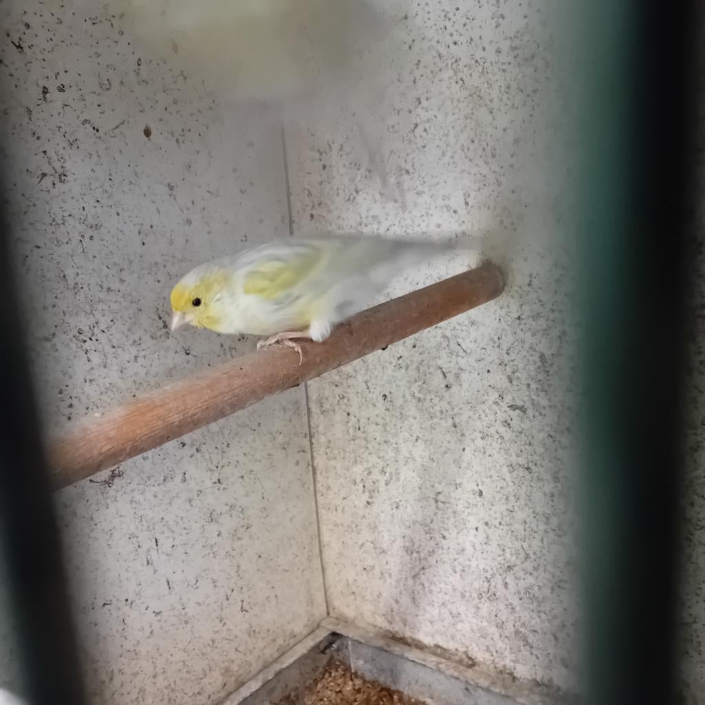 kanarie man, Dieren en Toebehoren, Mannelijk, Kleurkanarie