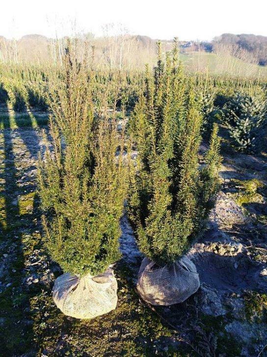 Taxus baccata fastigiata (zuiltaxus), Tuin en Terras, Ophalen