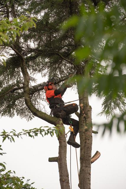 Professioneel uw boom laten kappen, Ophalen of Verzenden