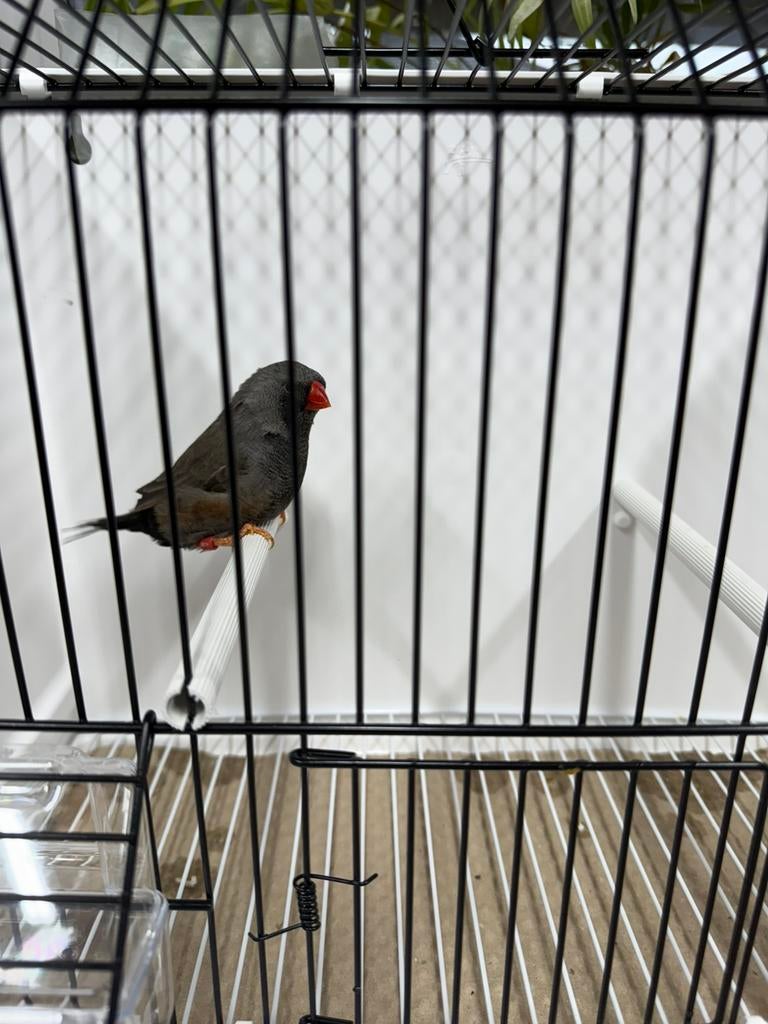Charcoal grijze man, zebravink, exoten, Dieren en Toebehoren, Geringd