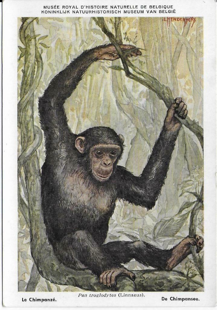 2 Chimpasee, Verzamelen, Postkaarten | Dieren, Verzenden, Wild dier