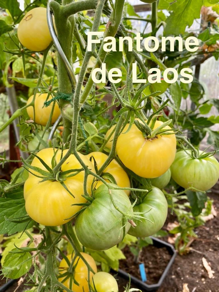 4) Grote sortering zaden van bijzondere tomaten, Tuin en Terras, Verzenden, Voorjaar, Volle zon, Zaad