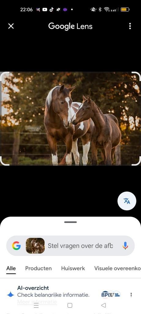 Paard gezocht, Dieren en Toebehoren, Paarden