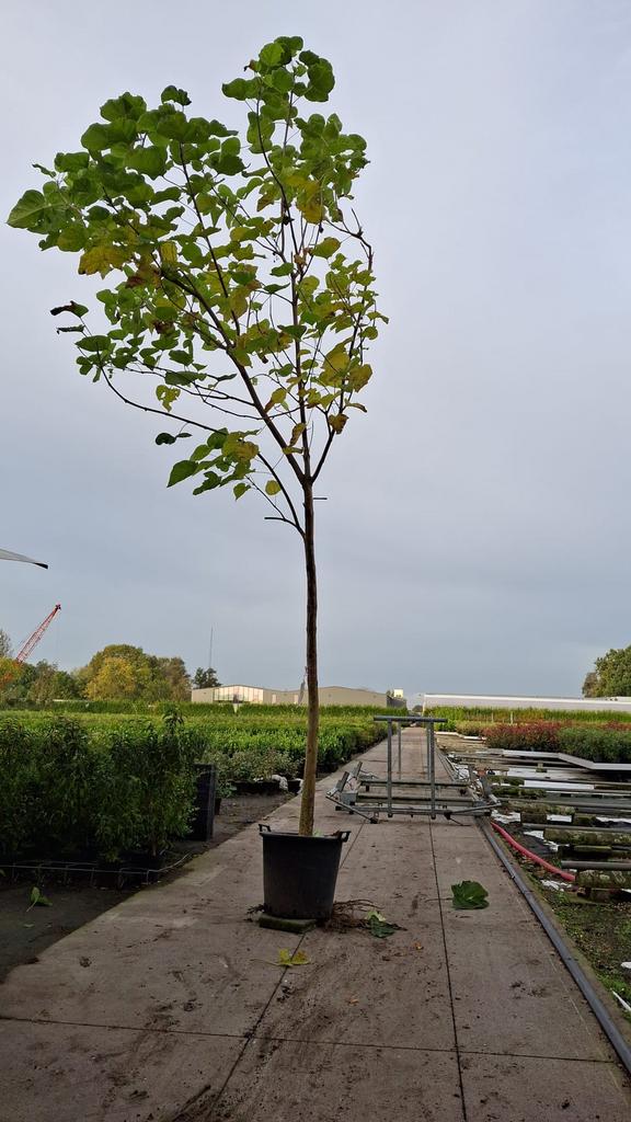 Catalpa bungei (=bignonioides) Solitaire Boom., Jardin & Terrasse, Plantes | Arbres, Enlèvement