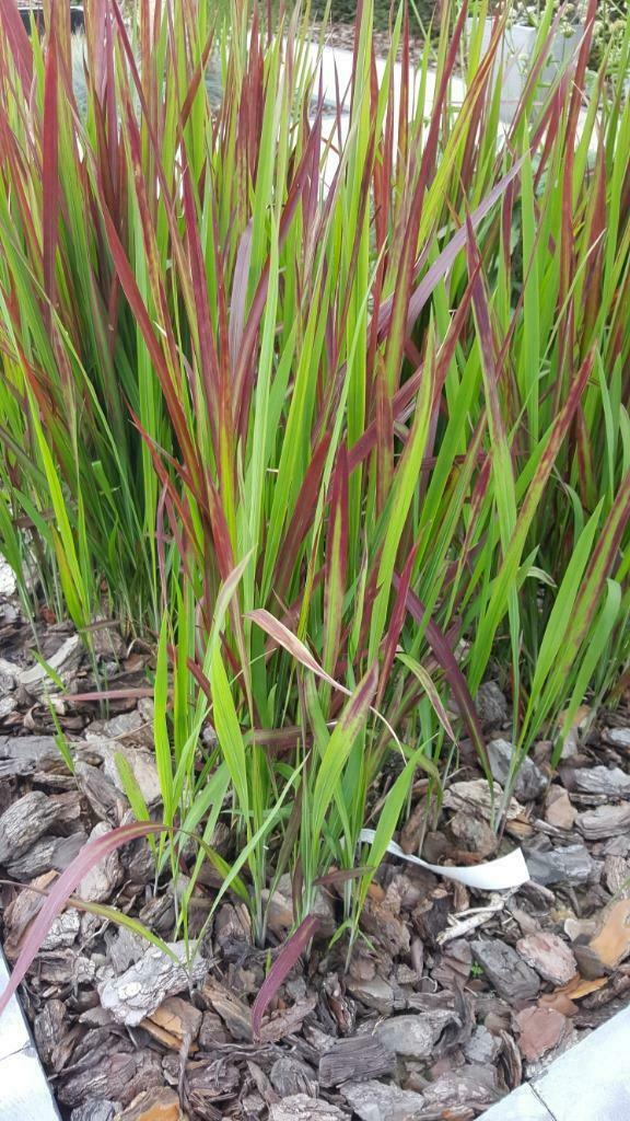 Siergrassen Red Baron, Volle zon, Vaste plant, Siergrassen, Ophalen of Verzenden