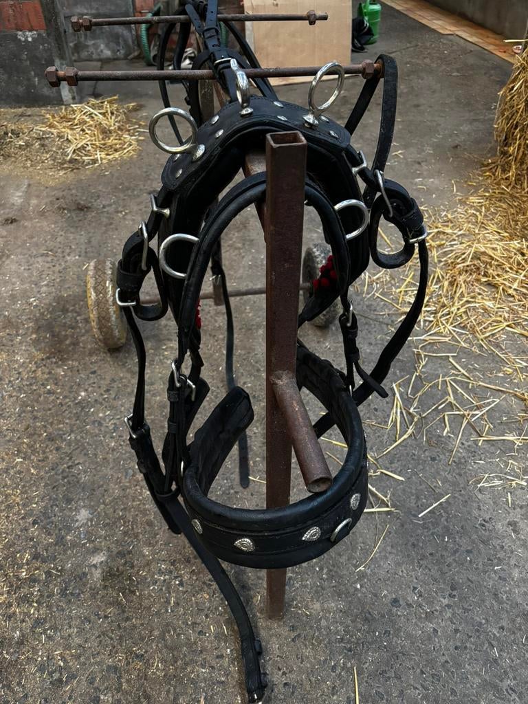 Zwart mentuig shetlander, Dieren en Toebehoren, Ophalen, Gebruikt