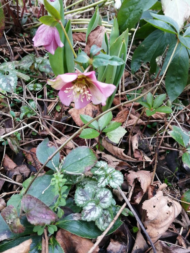 Hellebores, jeunes plantes., Jardin & Terrasse, Hiver, Plante fixe, Mi-ombre, Enlèvement ou Envoi