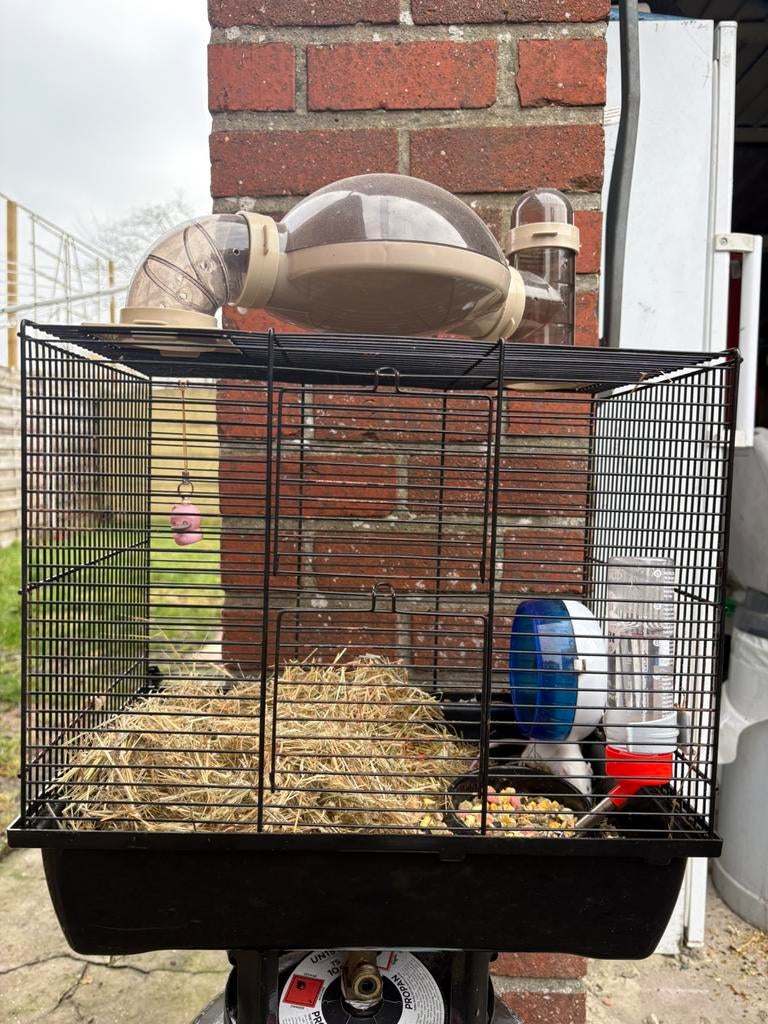 Kooi, Dieren en Toebehoren, Ophalen of Verzenden, Zo goed als nieuw, Kooi, Muis