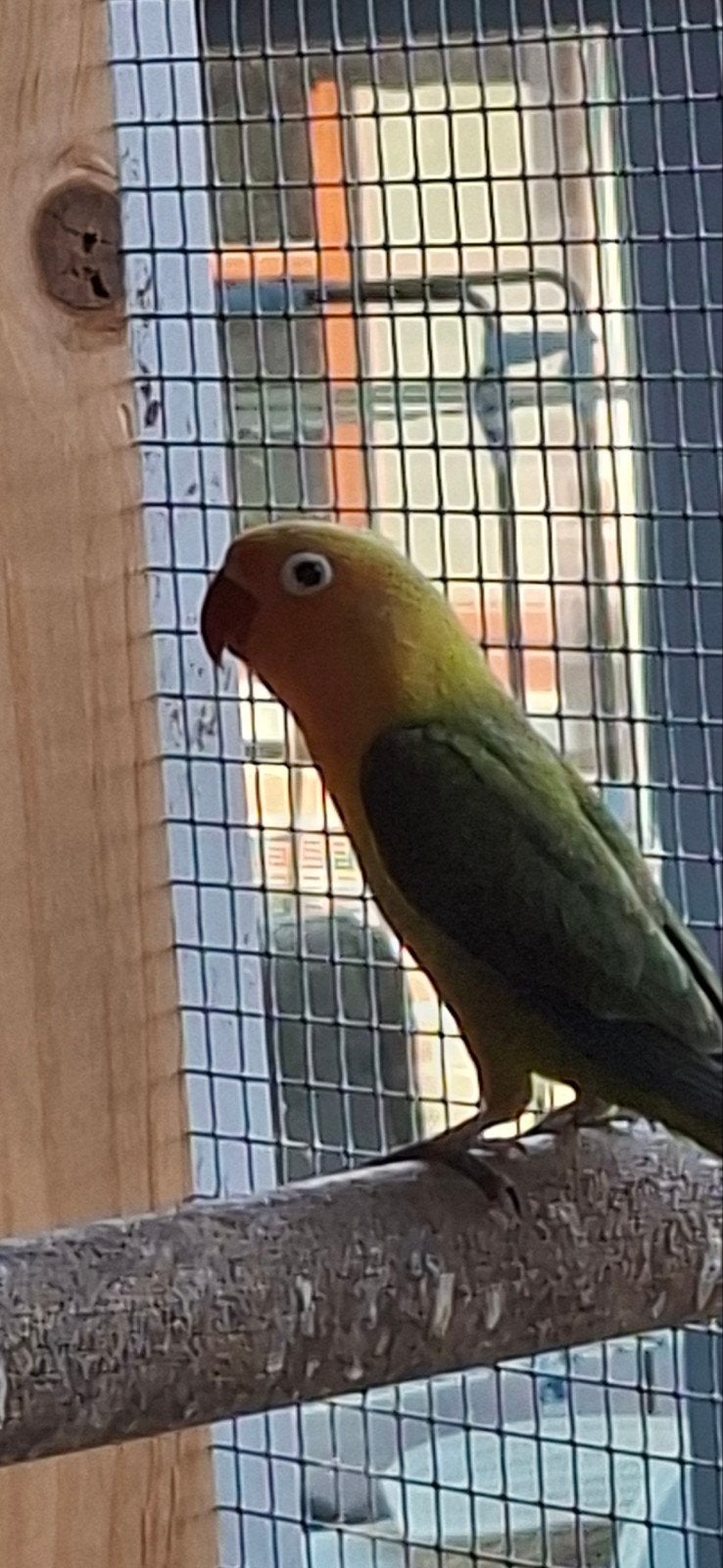 Agapornis, Dieren en Toebehoren, Vogels | Parkieten en Papegaaien