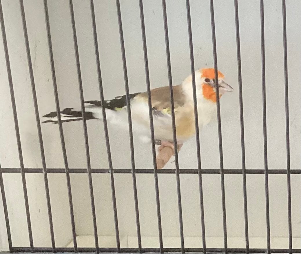 Distelvink major 125€