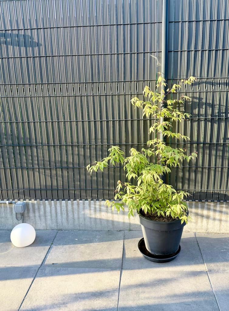 Érable Acer Palmatum katsura, Tuin en Terras, Ophalen
