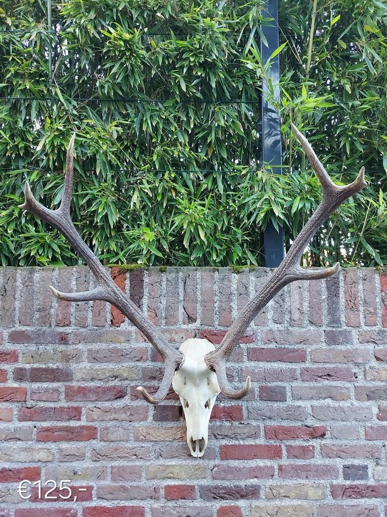 Crâne de cerf rouge varié avec bois, taxidermie, cerf en pel, Enlèvement, Cerf, Crâne