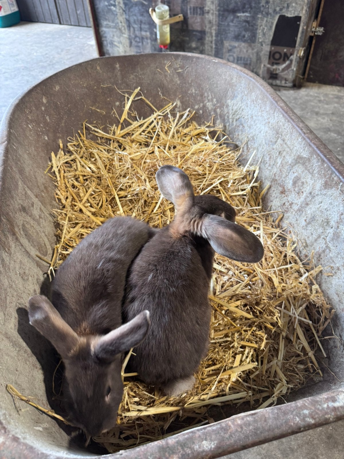 Konijnen te koop, Dieren en Toebehoren, Konijnen