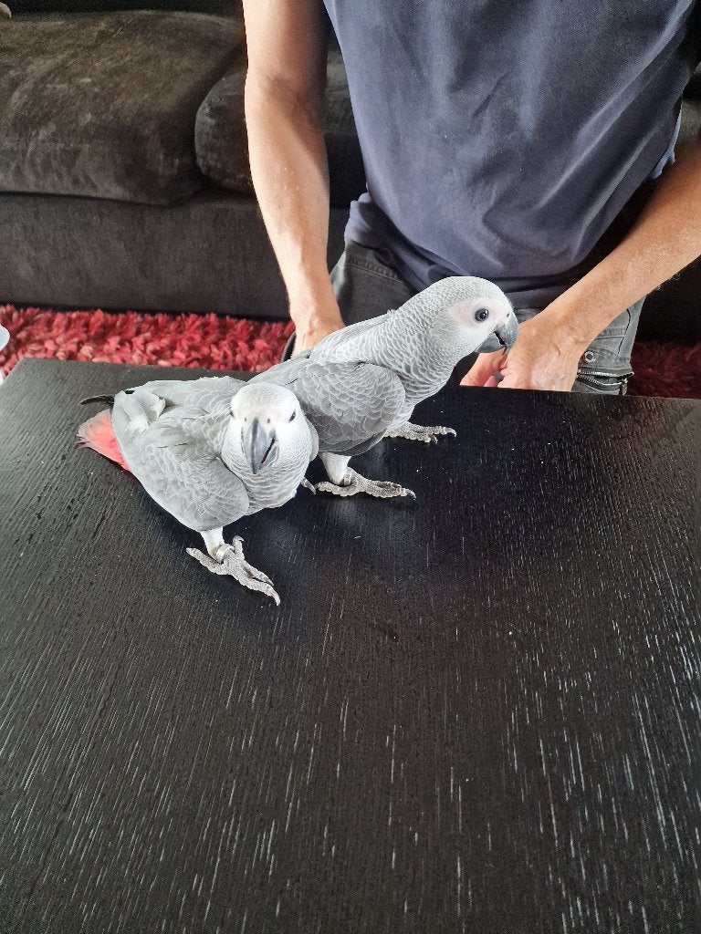 Super handtamme Grijze Roodstaart papegaaitjes, Animaux & Accessoires, Oiseaux | Perruches & Perroquets, Mâle, Perroquet, Domestique
