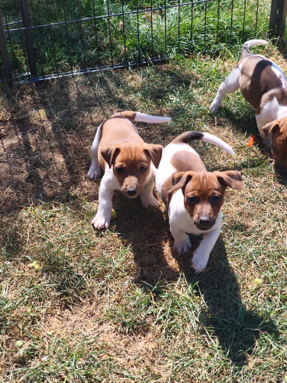 kortpotige en kortharige Jack Russell pups, Dieren en Toebehoren, Honden | Jack Russells en Terriërs, België, Fokker | Hobbymatig
