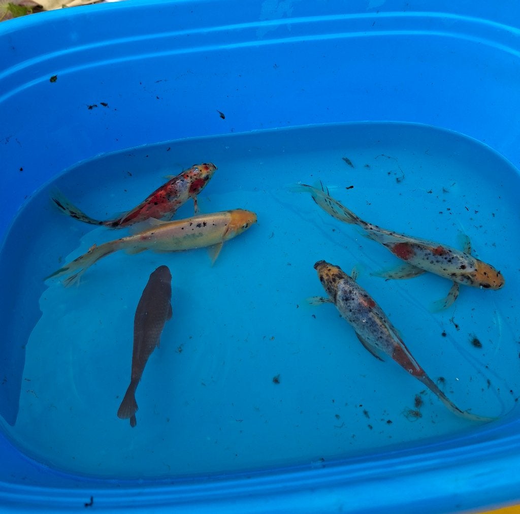 Shubunkin, 5 stuks, 15 cm en meer, Animaux & Accessoires, Poissons | Poissons d'étang, Autres espèces