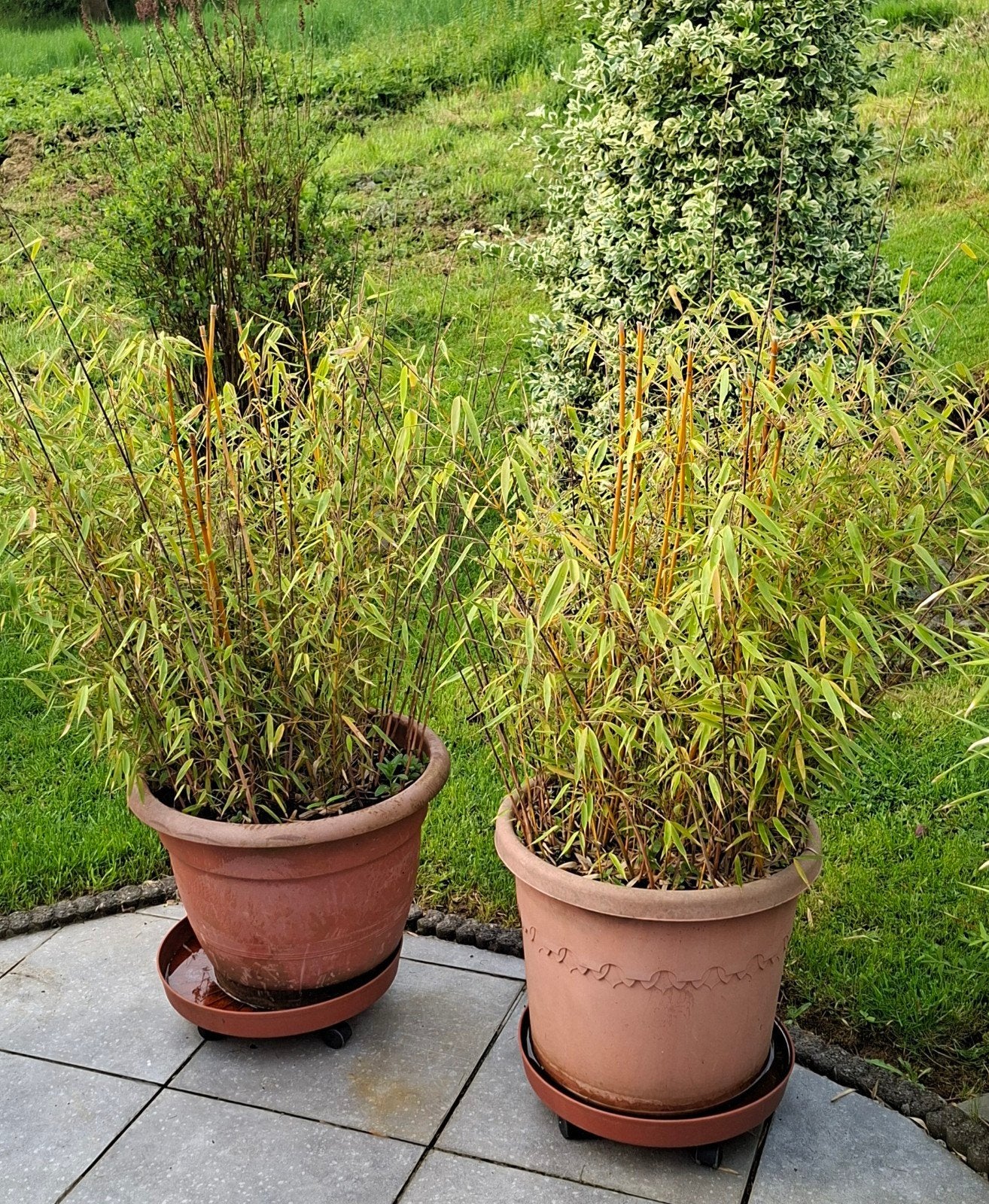 2 bambous à vendre phyllostachys, Jardin & Terrasse, Enlèvement, Annuelle