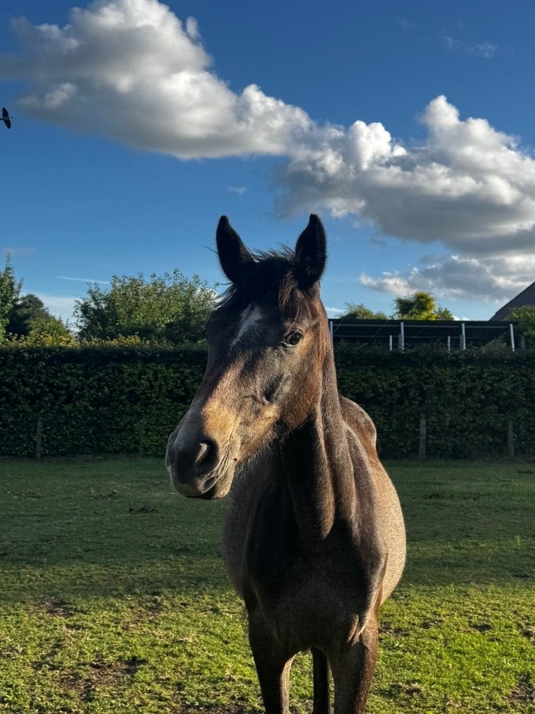 Jaarling hengst: Avicci van ‘t Breehof Z, Animaux & Accessoires, Chevaux, Avec pedigree, Étalon, 0 à 2 ans, Non dressé