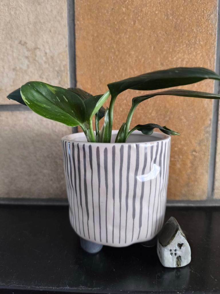 Monstera standleyana, Huis en Inrichting, Kamerplanten, Ophalen of Verzenden