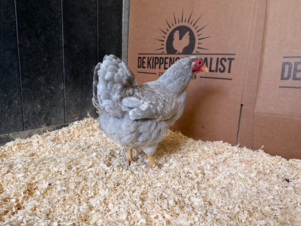 Wyandotte kriel Parel Grijs Wit Gepareld gesekst en ingeënt, Dieren en Toebehoren, Pluimvee, Kip
