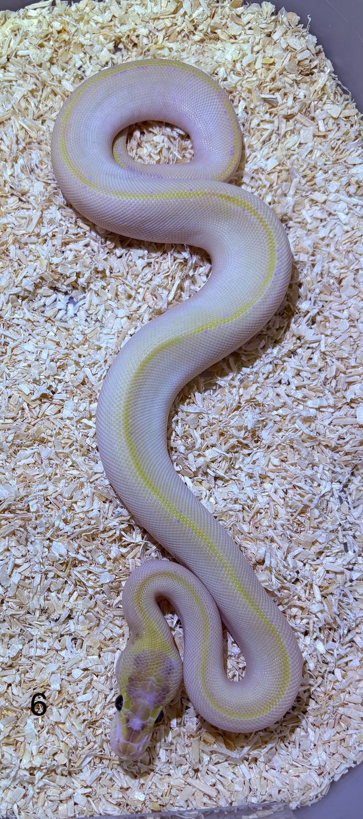 Python regius SH Ivory Vanilla, Serpent