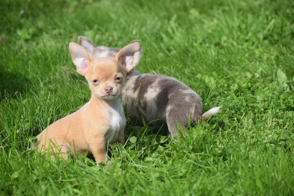Chiots chihuahua, nouvelles portées, 15 semaines à 1 an, Plusieurs animaux, Éleveur | Professionnel, Plusieurs