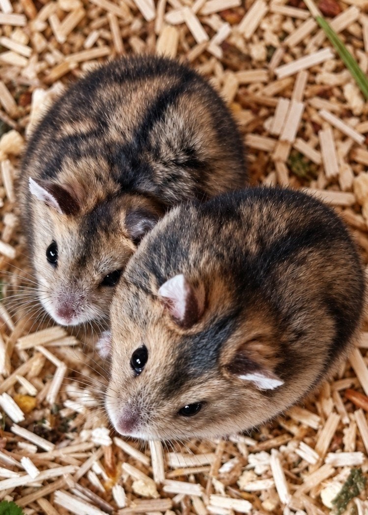 Russisch dwerghamsters wildkleur, Dieren en Toebehoren, Augustus, Vrouwelijk, Hamster