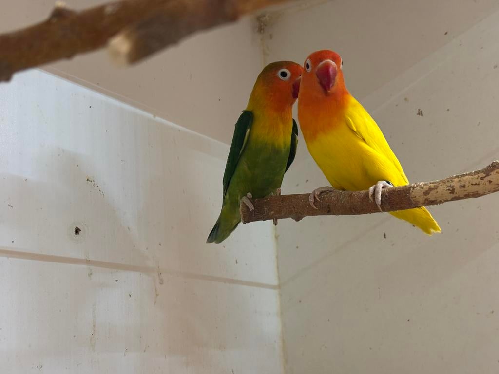 Agapornis fischeri, Plusieurs animaux, Perroquet nain ou Inséparable, Bagué